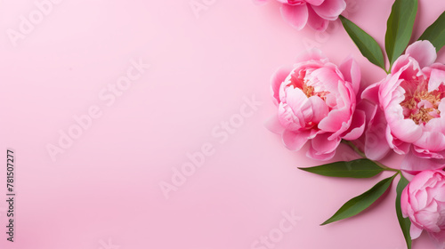 Beautiful peony flowers on background