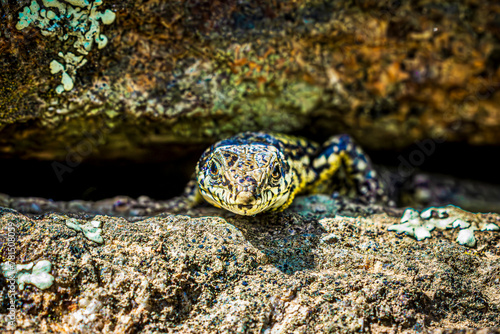 lizard on a rock