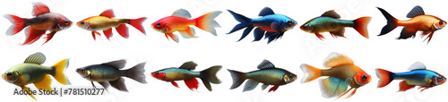 Diverse collection of colorful freshwater fish isolated on transparent background. Perfect for aquatic designs and vibrant graphics.