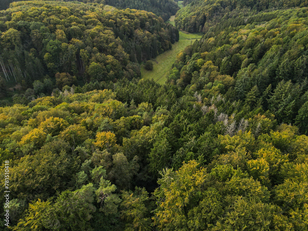 Aerial view of pine and spruce trees in the forest 