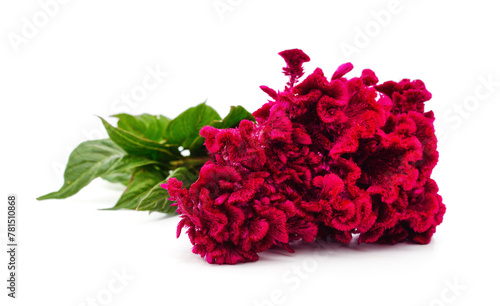 Amaranth with red flowers.