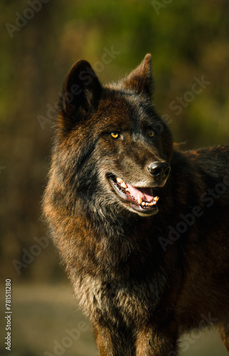 Schwarzer Wolf mit bernsteinfarbenen Augen, Canis lupus