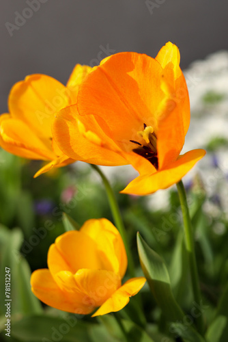 The yellow tulip in the garden has bloomed and attracts bees to itself
