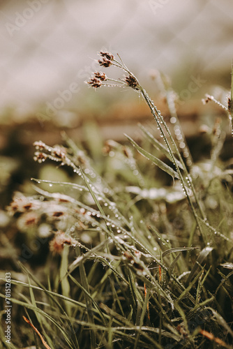 flowering grass bathed in morning dew and sunlight