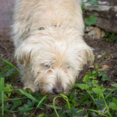A Dog Eating Grass