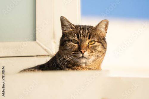 Fotografija A Portrait of a Cat in the Sunlight