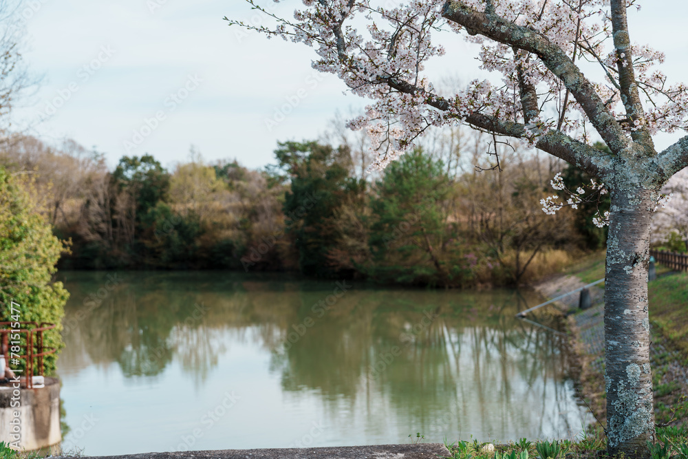 桜の木と池の風景