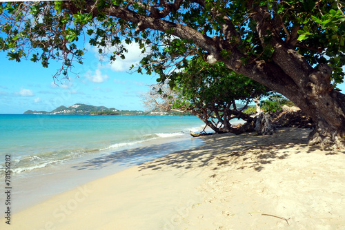 Sandy beach with fine sand and azure blue sea visible under a branch of leafy tree on the coast of the Caribbean island of Saint Lucia, near the port town of Castries.  