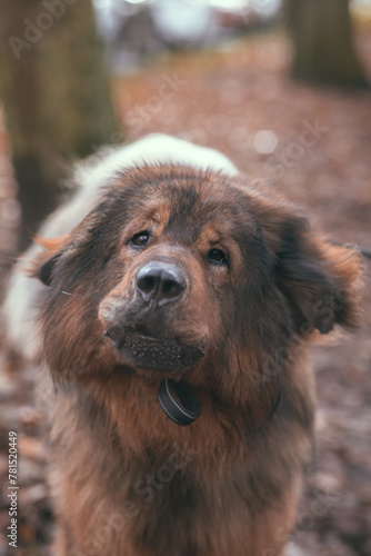 close up of a dog
