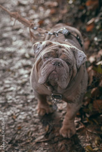 english bulldog puppy