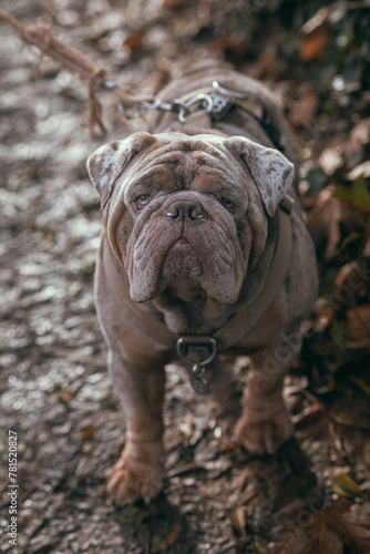 english bulldog puppy