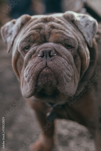 english bulldog puppy