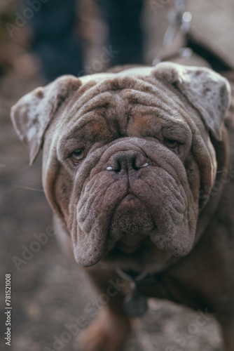 english bulldog puppy