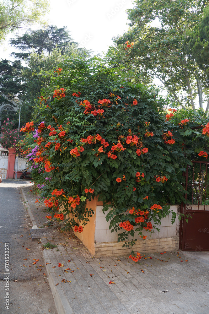 Orange flowers of Campsis liana on a city street