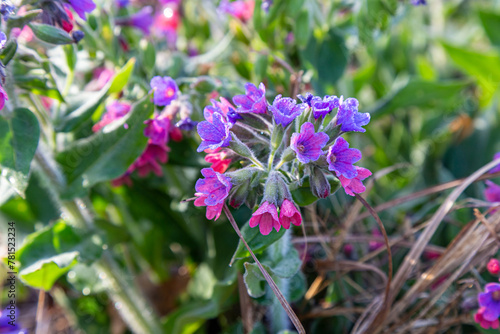 Spring wild flower Pulmonaria officinalis,  Common Lungwort in nature at springtime.