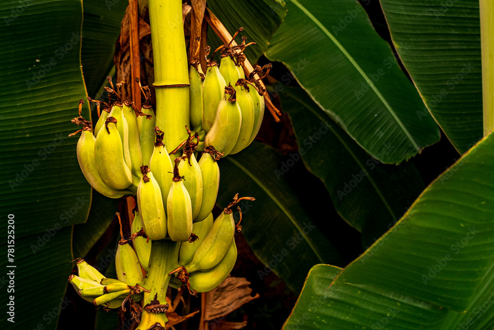 Kiść bananów wśród liści - obrazy, fototapety, plakaty 