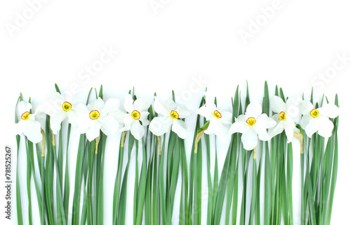 Blooming daffodils isolated on a white background. Copy space. Border.