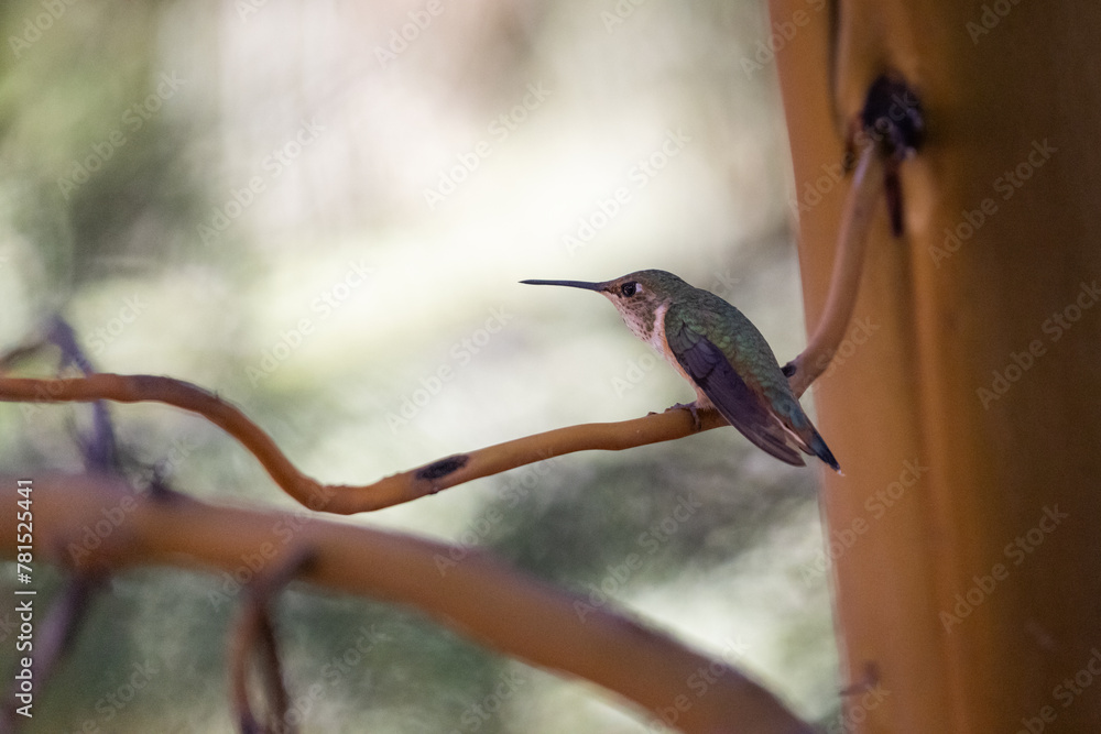 Obraz premium A hummingbird is perched on a branch. The bird is small and green, with a long beak. The image has a peaceful and serene mood, as the bird is sitting calmly on the branch