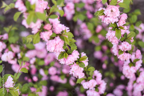 Fototapeta Naklejka Na Ścianę i Meble -  Flowers in the garden. Delicate pink bush flowers. Spring blooming garden.