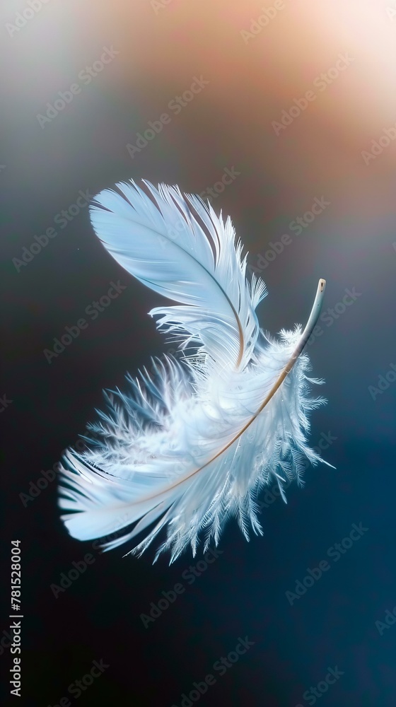 Obraz premium white feather on blue background