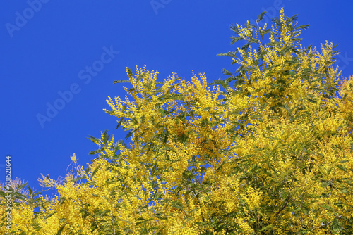Bright yellow flowers of Acacia dealbata tree against blue sky on sunny spring day