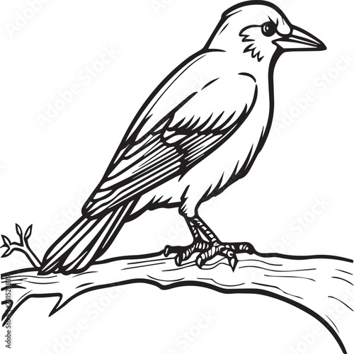 Crow coloring pages. Crow bird outline vector for coloring book