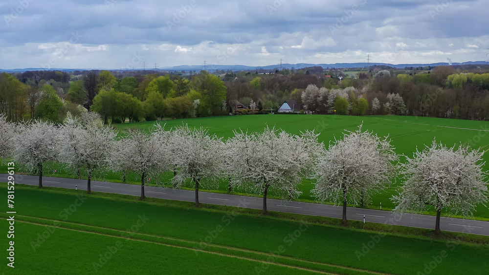 Aerial drone view of spring landscape a road among blossoming cherry alley near village and green fields. Germany countryside.