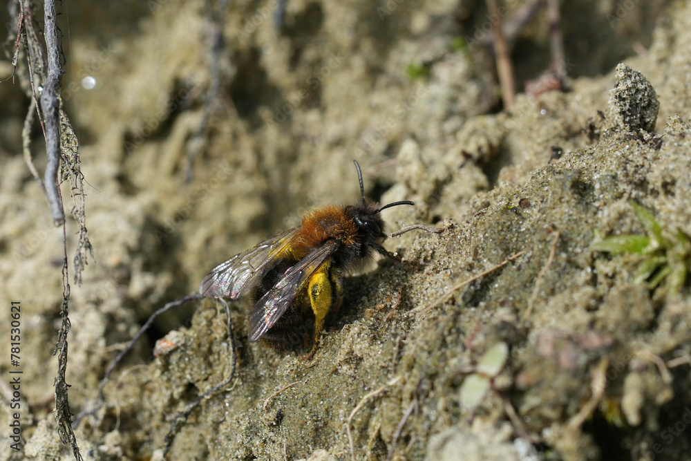 Closeup on a female Clarke's mining bee, Andrenaz clarkella sitting on the ground