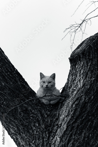 Cat outdoors sitting on tree