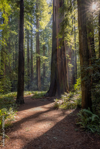 A path in a forest with trees and sunlight. The sunlight is shining through the trees and creating a warm  inviting atmosphere