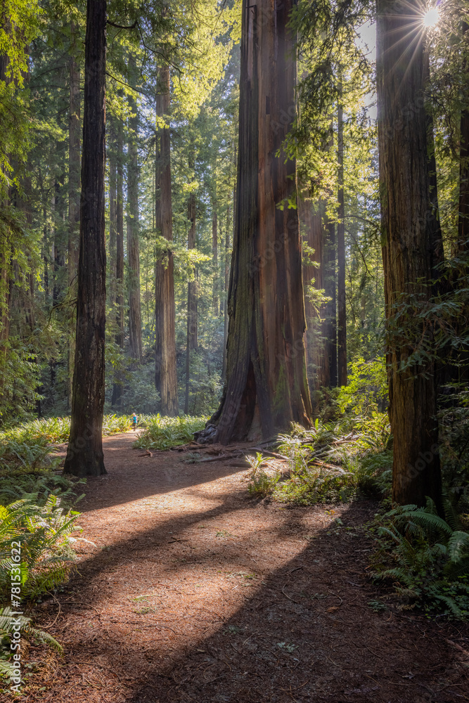 Obraz premium A path in a forest with a large tree in the middle. The sun is shining through the trees, creating a warm and inviting atmosphere