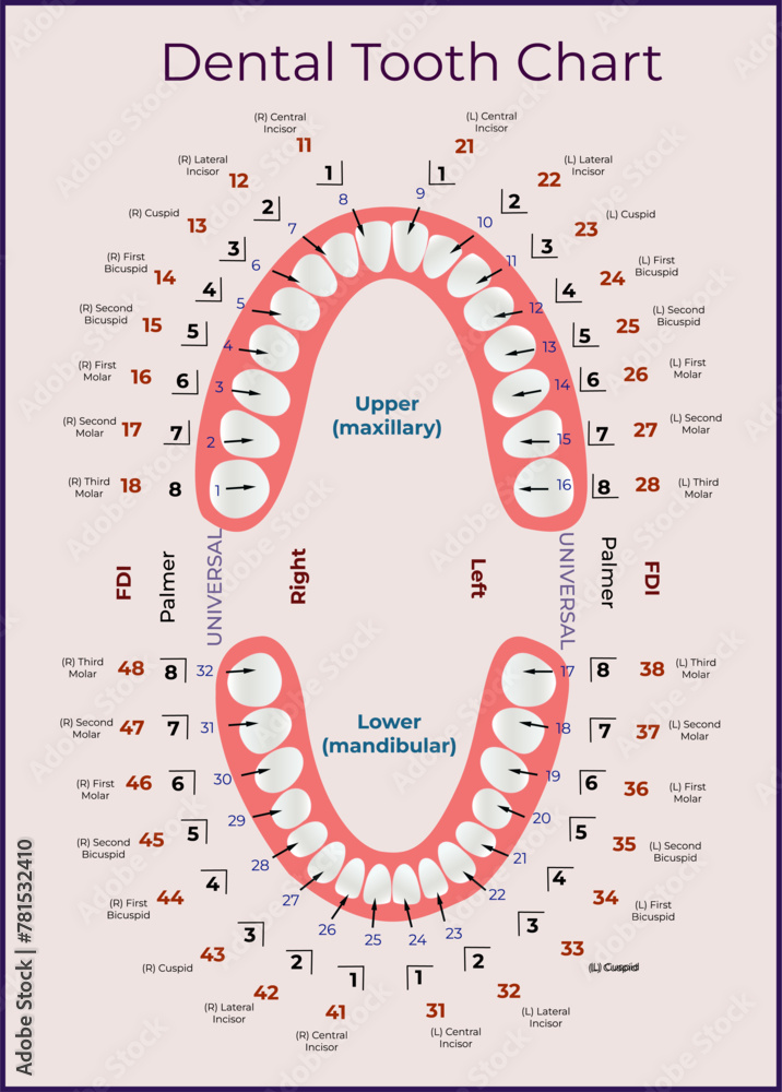 Map of human teeth. Names of teeth and their position in the jaw