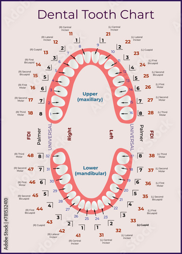 Map of human teeth. Names of teeth and their position in the jaw. Vector illustration for dentists and students of medical universities and colleges