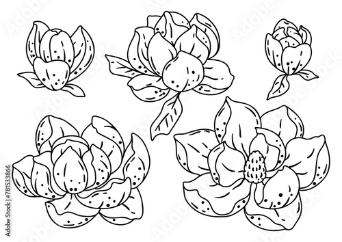 Set of magnolia flowers. Beautiful decorative plant.