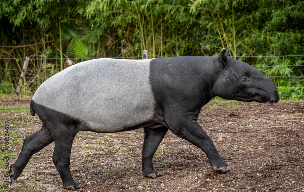 Fototapeta premium Paris, France - 04 06 2024: The menagerie, the zoo of the plant garden. View of a Malayan tapir in a park.