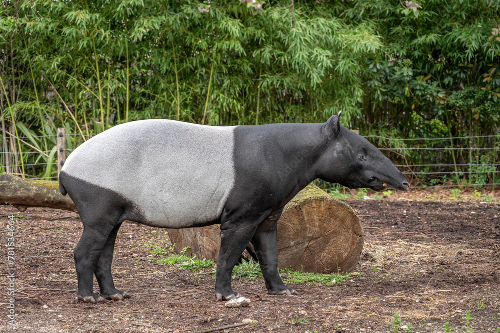 Fototapeta premium Paris, France - 04 06 2024: The menagerie, the zoo of the plant garden. View of a Malayan tapir in a park.