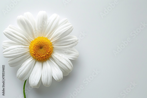 White Daisy Marguerite camomile on white background