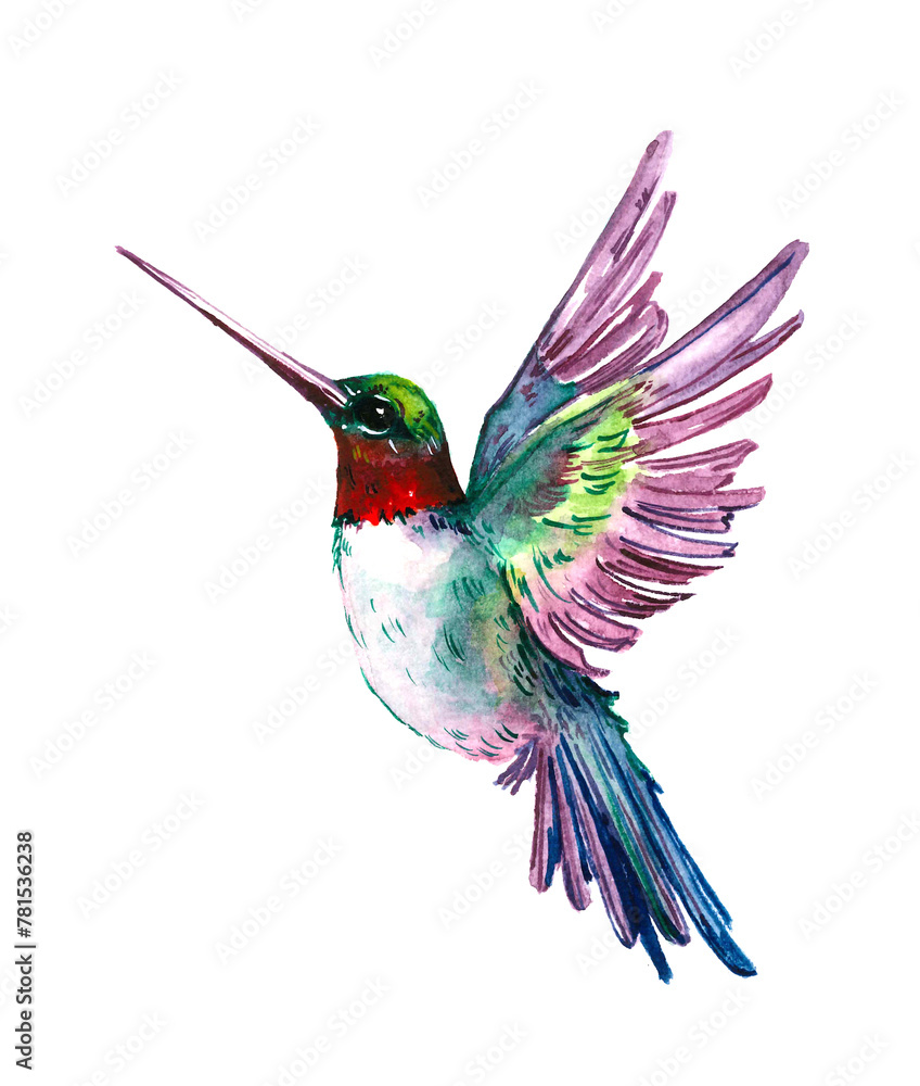 Fototapeta premium Watercolor Bird Hummingbird Flying Hand Drawn Summer Garden isolated on white background