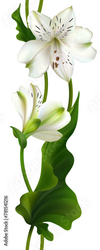 Tropical flowers. Beautiful seamless pattern of white lilies and leaves. Floral background. Green.
