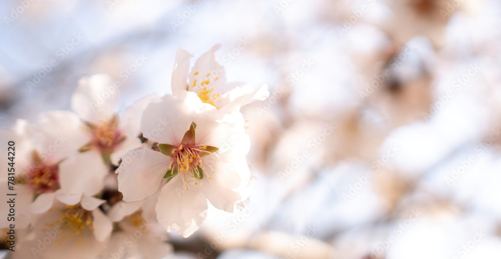 white blossoms almond spring, adorn tree branches under bright sunlight, marking the arrival of spring.