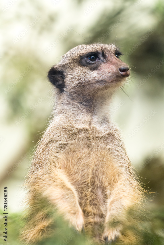 Tallinn Estonia - April 06 2024: Close up portrait of a small mongoose meerkat (Latin: Suricata suricatta). Adorable face of a watchful suricate. Tallinn Estonia - April 06 2024: Close up portrait of a small mongoose meerkat (Latin: Suricata suricatta). Adorable face of a watchful suricate.