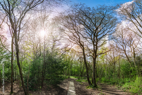 Panoramic view of a beautiful forest with trees illuminated by the sunset in Scadbury Park, Chislehurst village, London © cristianbalate