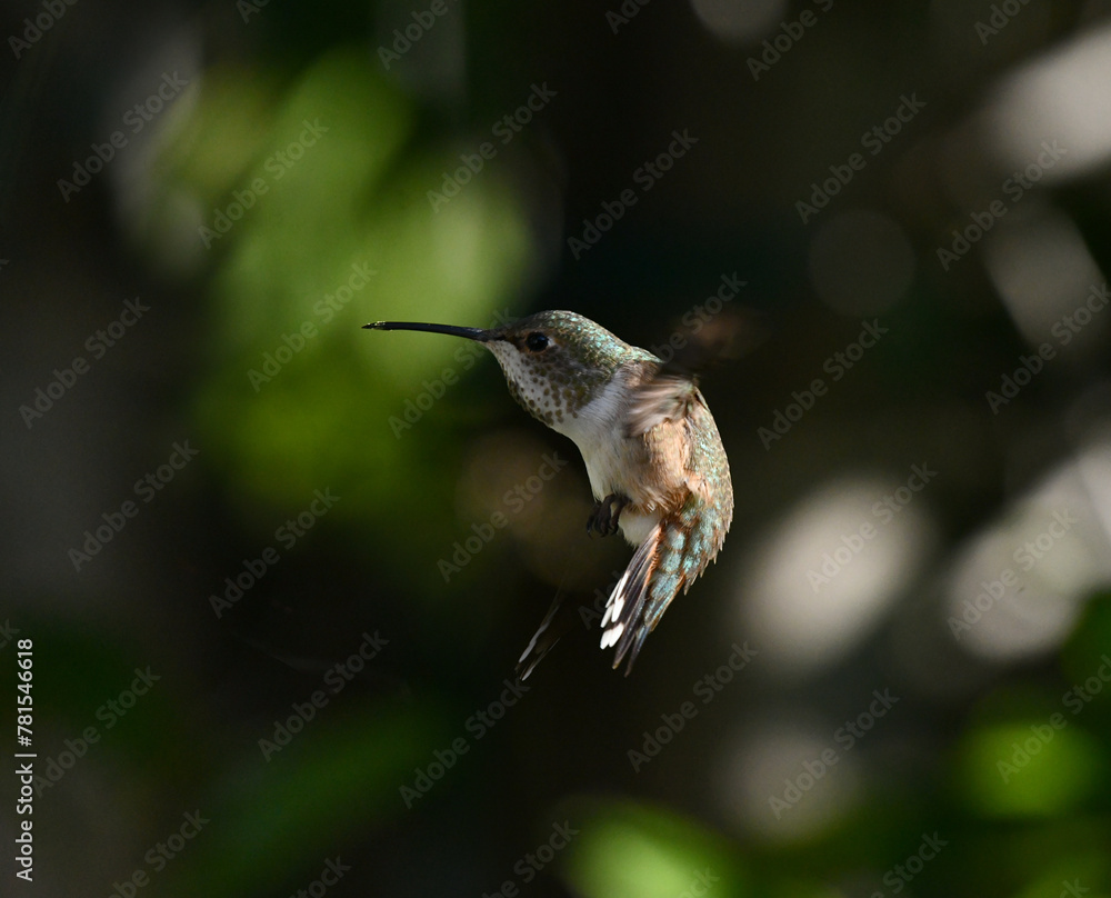 Fototapeta premium Green Hummingbird In Flight Stopping