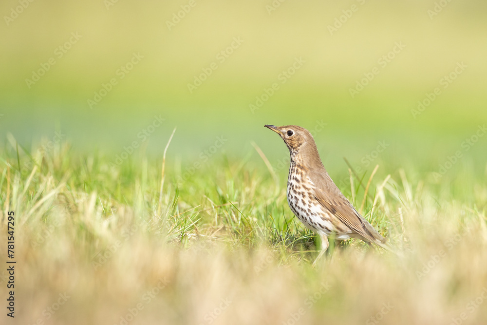 Bird - Song Trush Turdus philomelos on the spring green meadow amazing warm light sunset sundown Bird - Song Trush Turdus philomelos on the spring green meadow amazing warm light sunset sundown