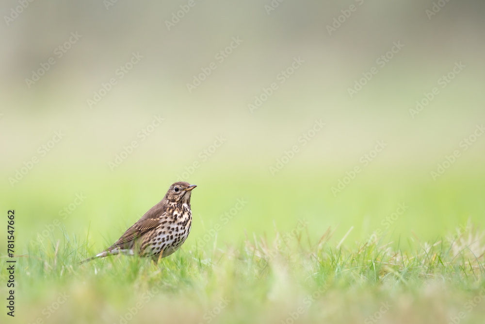 Bird - Song Trush Turdus philomelos on the spring green meadow amazing warm light sunset sundown Bird - Song Trush Turdus philomelos on the spring green meadow amazing warm light sunset sundown