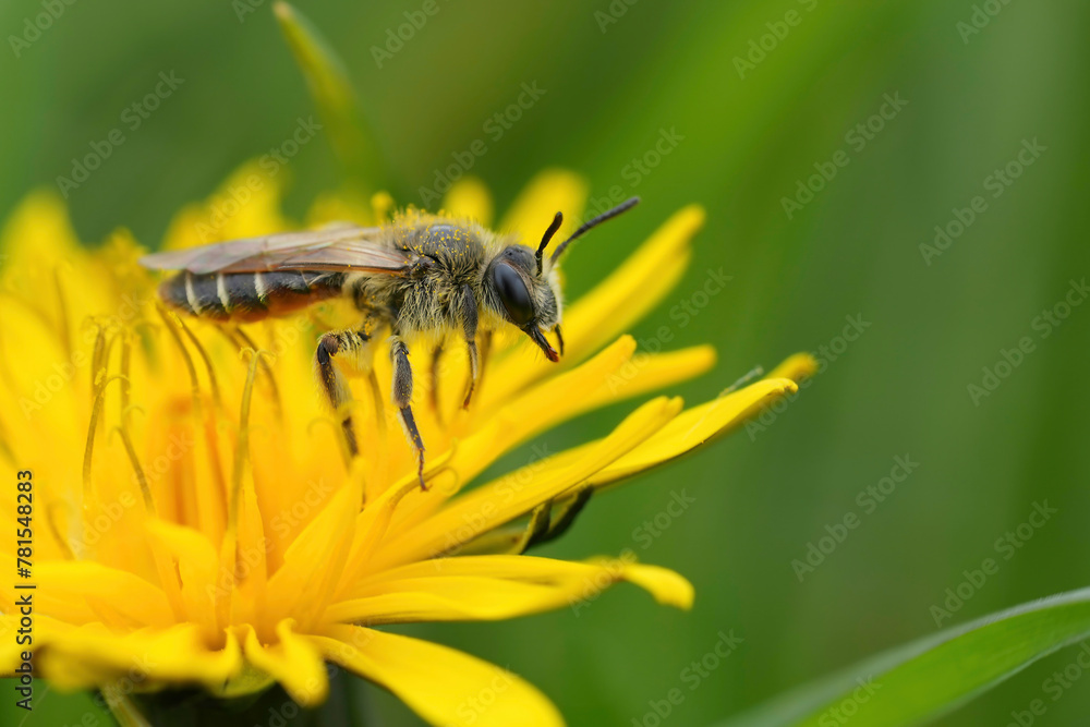 Closeup on a female red-bellied miner, Andrena ventralis on a yellow dandelion flower Closeup on a female red-bellied miner, Andrena ventralis on a yellow dandelion flower