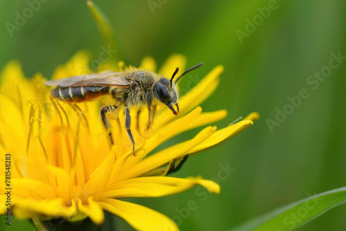 Closeup on a female red-bellied miner, Andrena ventralis on a yellow dandelion flower