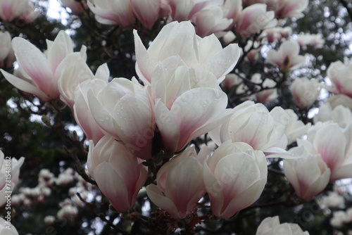 Magnolia Sulange flowers with raindrops on the petals, close-up photo