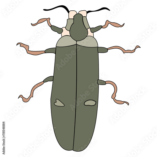 Vector one beetle. Insect close-up. A small living creature with six legs. photo