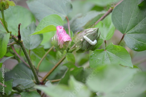 harmful insects attack cotton flowers in a cotton field